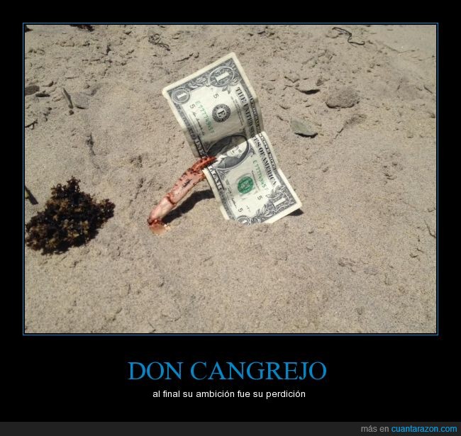 Cangrejo,dólar,crustáceo,playa,mar,arena,humor tenaza,pinza,bob esponja