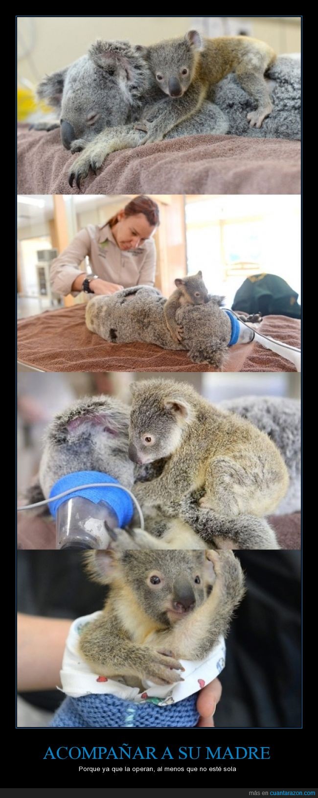 koala,bebe,cachorro,cria,pequeño,hijo,madre,acompañar,compañía
