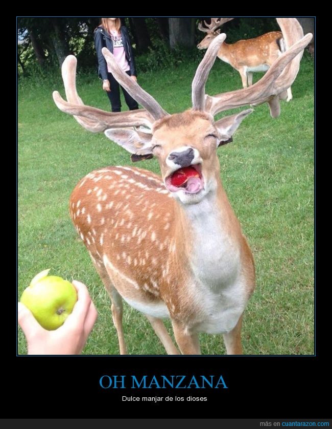 Bambi regreso y viene con hambre,temblad manzanas,manzana,venadito venadin,comer,delicia,fauna,ciervo