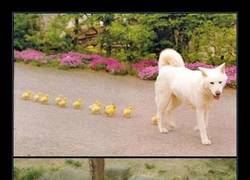 Enlace a ¿EL SUSTITUTO DE MAMÁ?