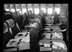Enlace a 3300 NIÑOS VIETNAMITAS