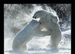 Enlace a ESPECTACULARES IMÁGENES