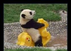 Enlace a GUARDERÍAS DE PANDAS