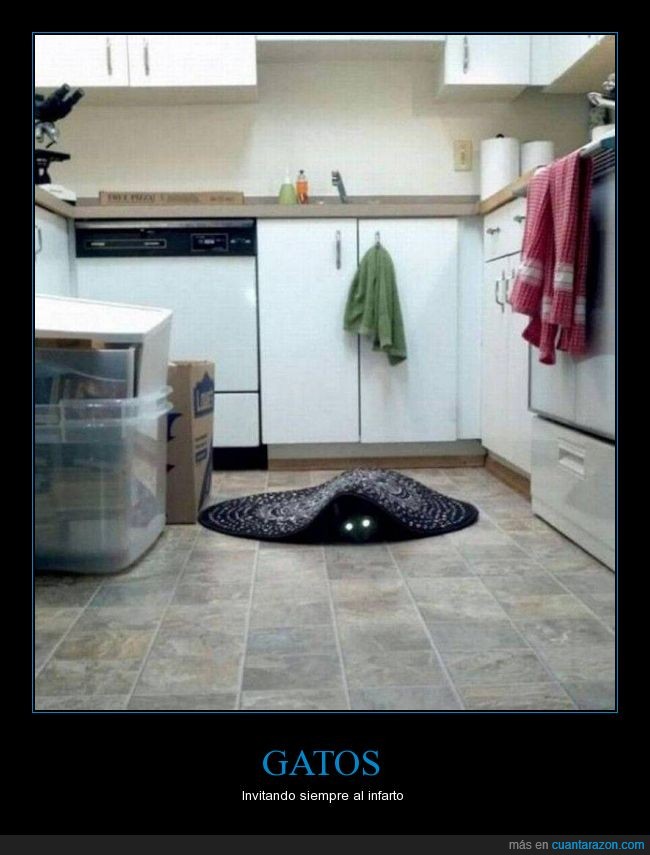 Gato,ojos,tapete,mirada,terror,miedo,cocina