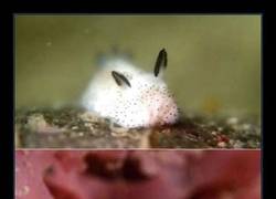 Enlace a JORUNNA PARVA