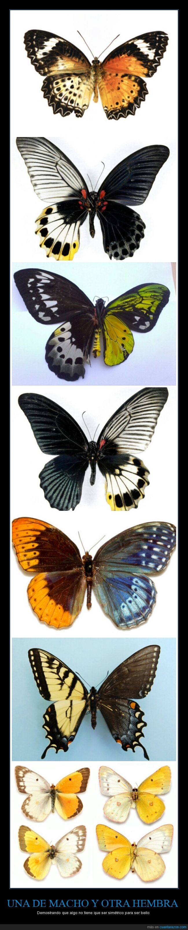 Mariposas,simétrico,simetría,alas,genéticamente inusuales,macho,hembra