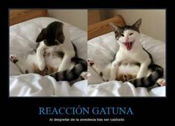 Enlace a REACCIÓN GATUNA