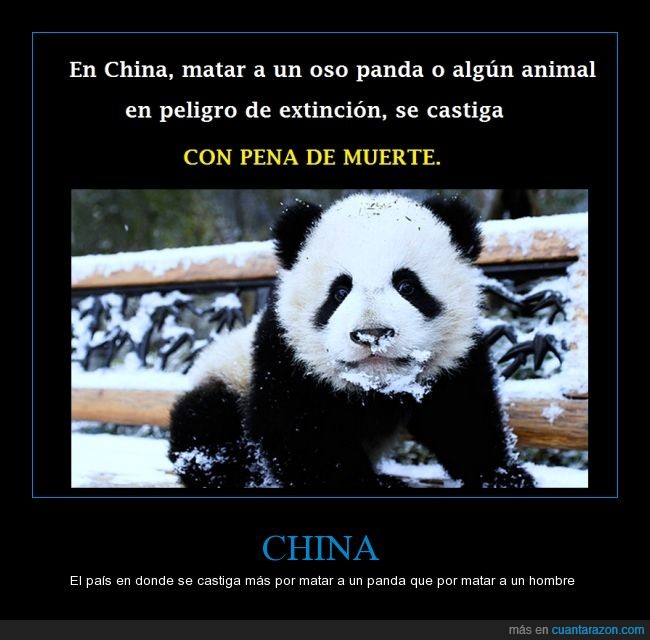 china,panda,pena de muerte,castigar,peligro de extinción,animal,país