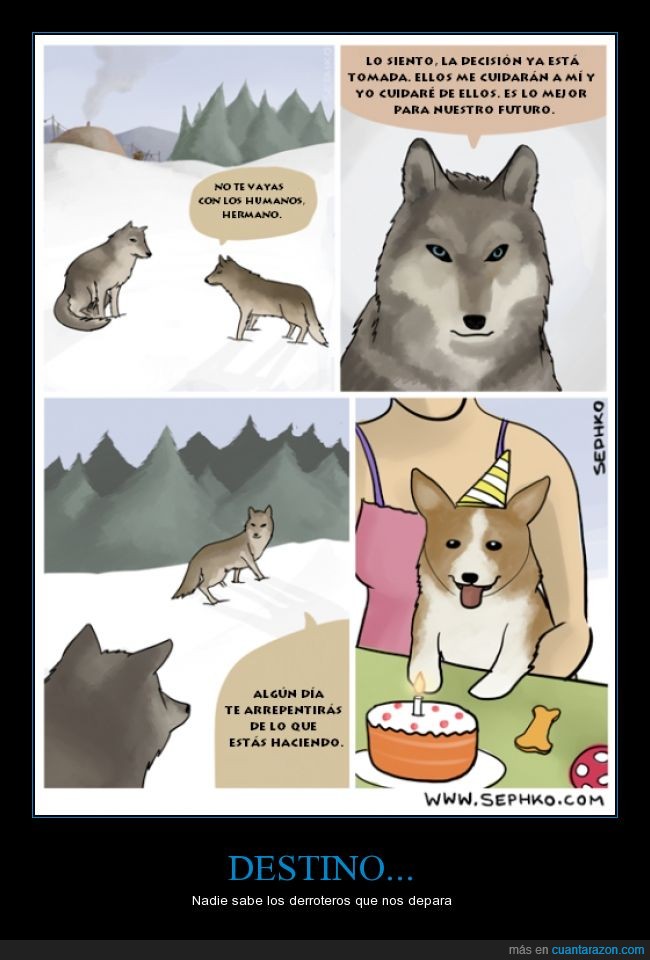 Perro,lobo,can,evolucion,majestuoso corgi de cumpleaños,corgi