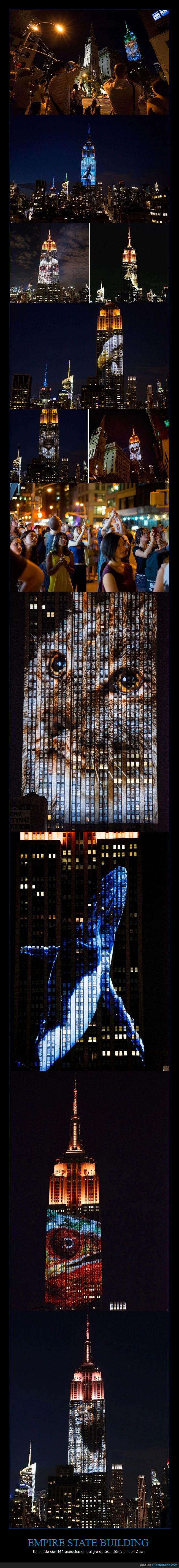 Empire State Building,Nueva York,New York,NY,especies,peligro extinción,animales,Cecil,león