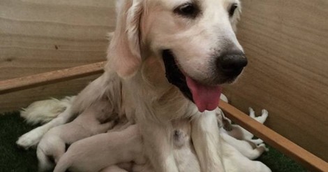 ¡Cuánta razón! / LABRADOR PULPERRO