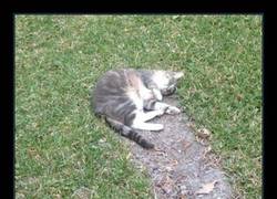 Enlace a La NASA confirma el impacto de un gato no identificado en la superficie terrestre.