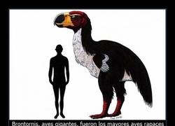 Enlace a ANIMALES GIGANTES