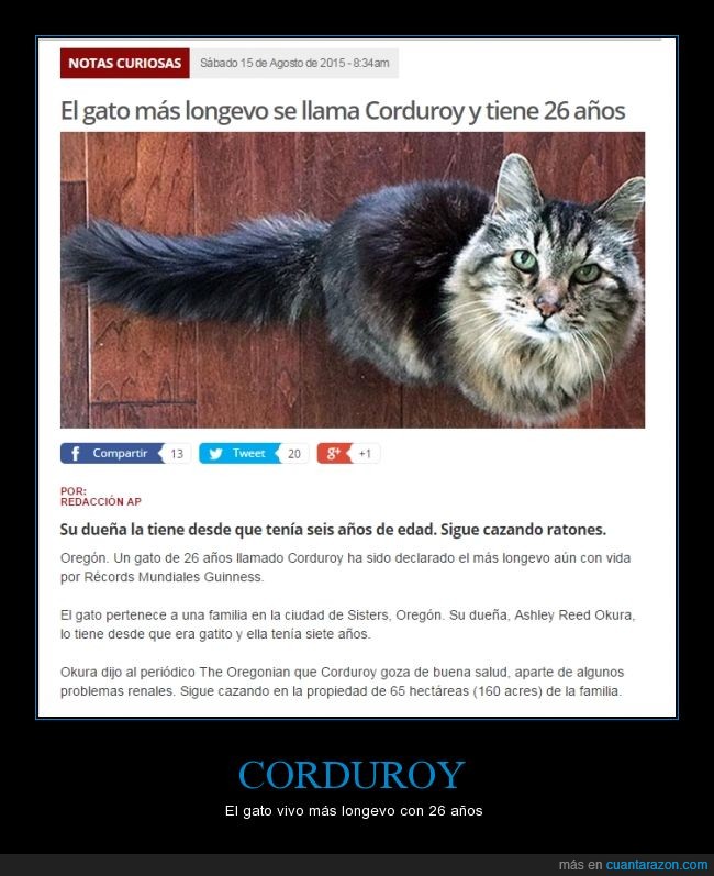 26 años,Corduroy,gato,longevo,viejo