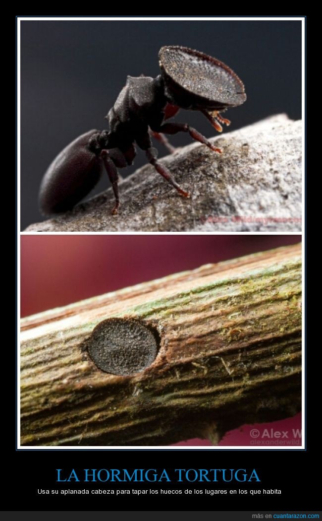 Hormiga tortuga,hormiga cabeza de puerta,insecto,curiosidades,da un poco de grimilla