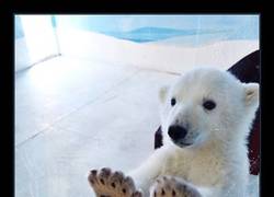 Enlace a Podrán hablar de Barbies y Coca-Colas