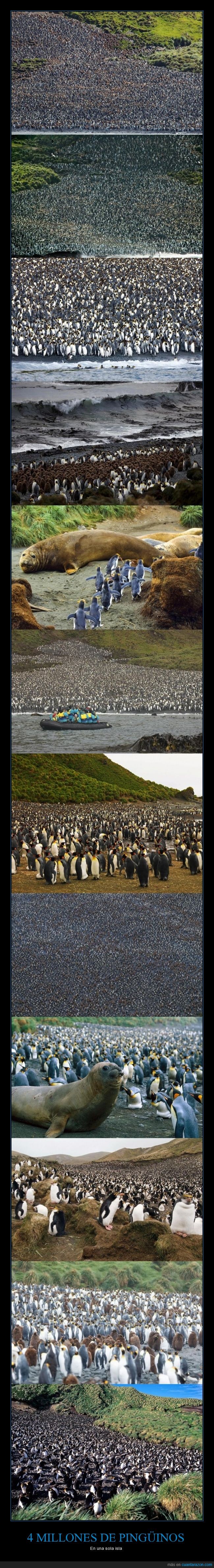 pingüinos,animales,manada,4 millones,isla,increible
