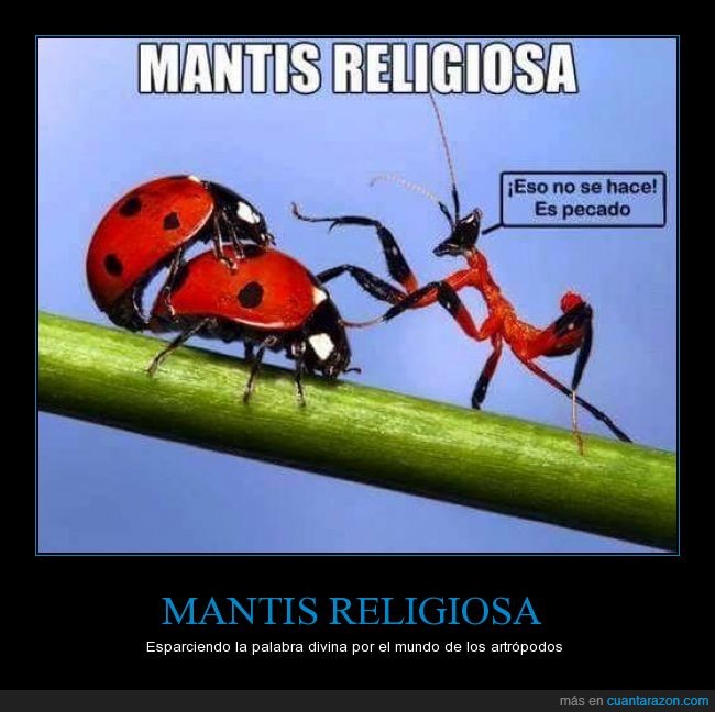 mantis religiosa,religion,mariquita satánica,sodomia,fornicio,artropodo,insecto,animal,dios,enseñanza