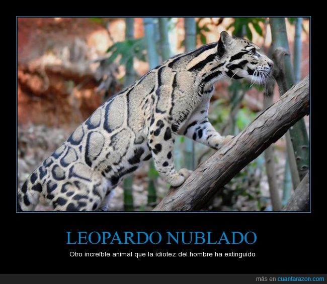 leopardo nublado,extinto,Neofelis nebulosa