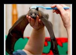 Enlace a OH, SÍ, ALFRED