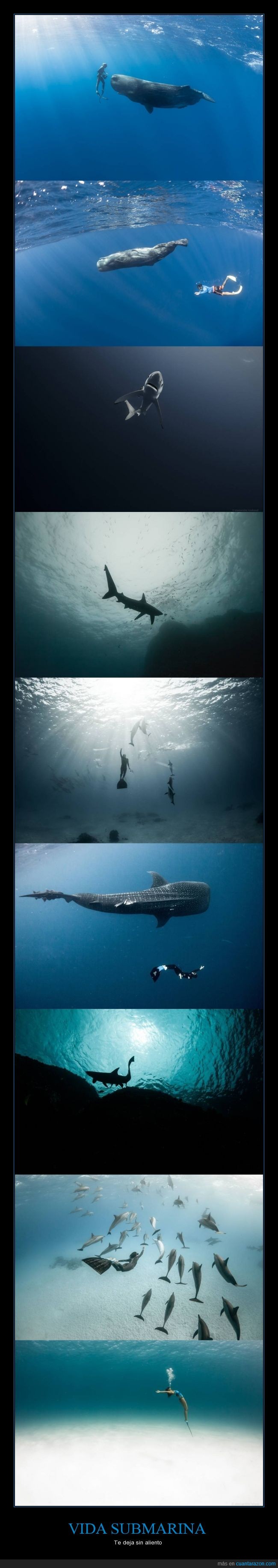 animales,belleza,delfines,mar,oxígeno,peces,precioso,submarino,tiburones,vida