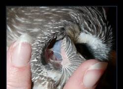 Enlace a Posiblemente no lo sabías y es realmente curioso