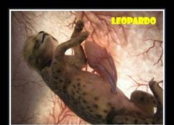 Enlace a FETOS DE ANIMALES