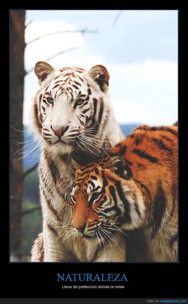Tigres,naturaleza,felinos,perfecto,belleza,perfección
