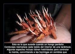 Enlace a Lo que nos faltaba, vamos, arañas zombies