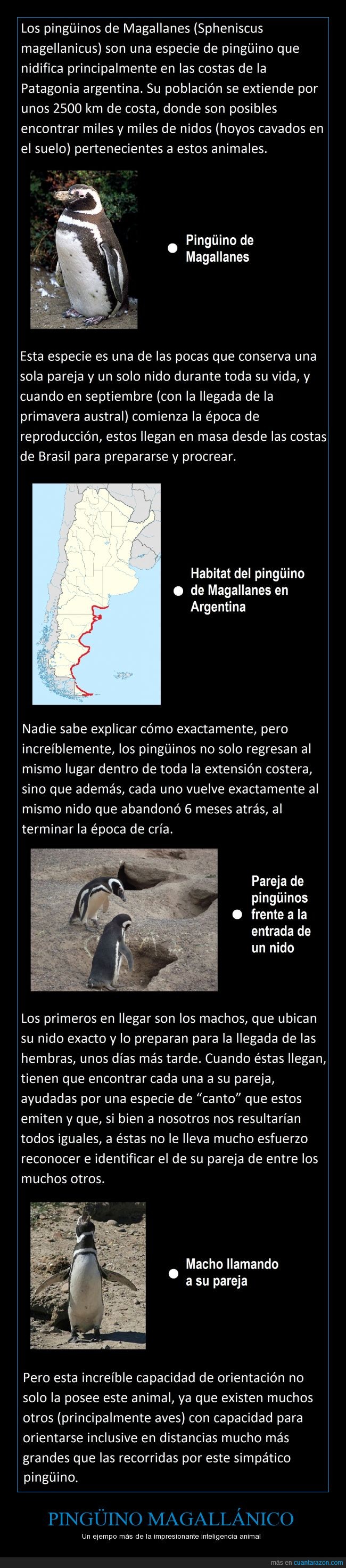animal,Argentina,Brasil,distancia,encontrar,Magallanes,magallánico,nido,pareja,Patagonia,Pingüino