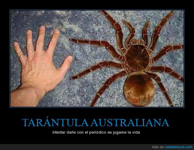 Tarántulas,Australia,no venenosa,gigante,tamaño,Goliath,araña,miedaco