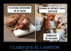 Enlace a Es un superviviente, mírale qué carita...