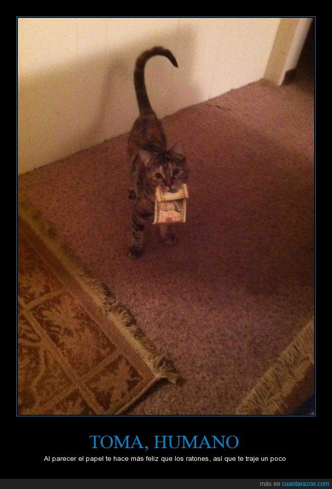 gato,papel,regalo,dinero,billete