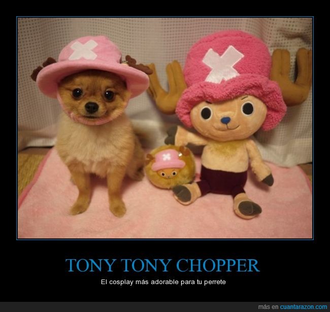 perro,perrito,perrete,Tony Tony Chopper,Tony,Chopper,gorro,cosplay