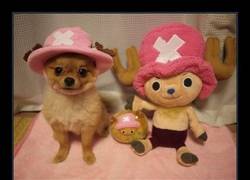 Enlace a TONY TONY CHOPPER