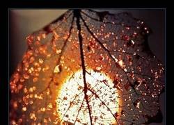 Enlace a LA NATURALEZA