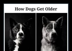 Enlace a CUMPLIR AÑOS