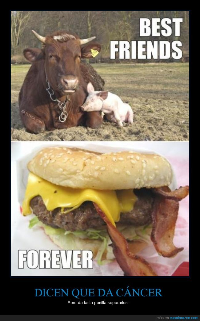 bacon,best friends forever,carne,carnívoro,cerdo,ternera,vaca