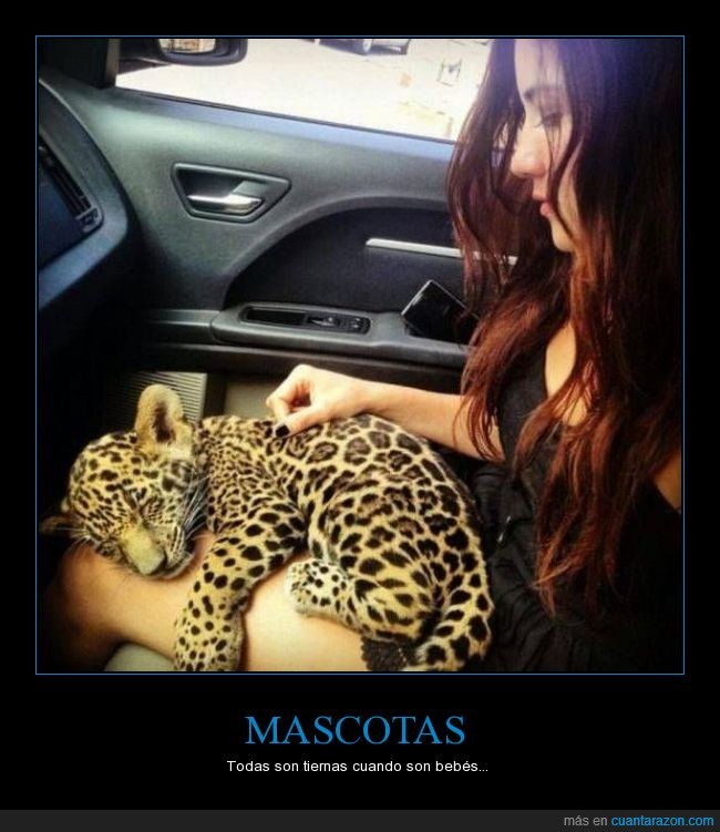 Jaguar,bebé,cachorro,chica,auto,felino,felido,gato,gatito