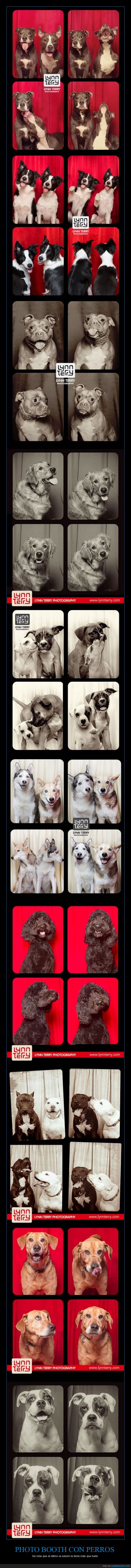 Perros,Photo Booth,fotos,cachorros,fondos,efectos,fotografías