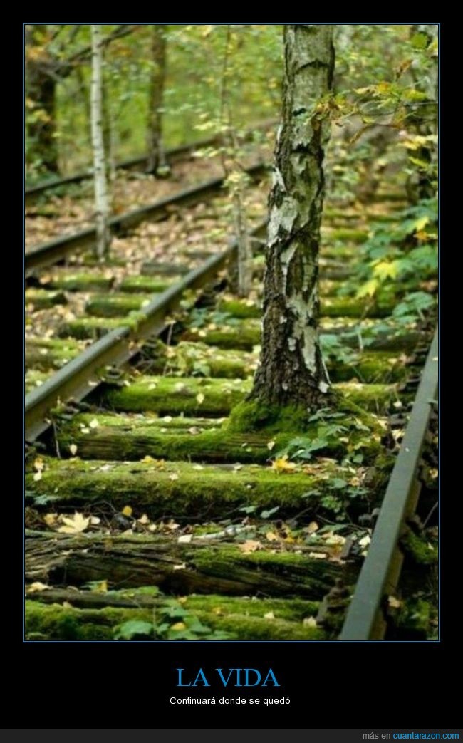 Vida,árbol,vía,abandonada,planta,vegetación,continuar,tren
