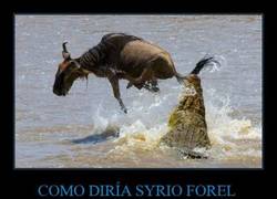 Enlace a COMO DIRÍA SYRIO FOREL