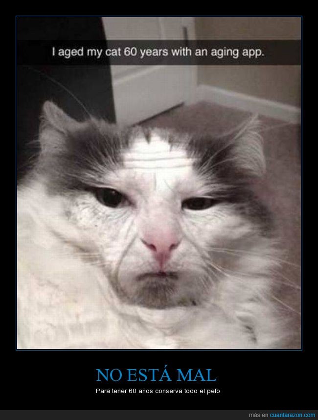 gato,app,edad,viejo,arrugas,envejecer,snapchat
