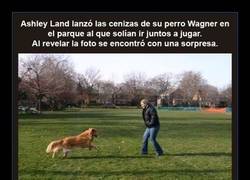 Enlace a PERRO ÁNGEL