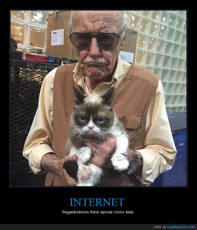 gato,grumpy,cat,Stan Lee,cara,epica,internet,meme