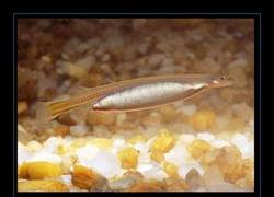 Enlace a Mil veces pero que Drácula... ¡Y sólo parece un inocente minipececillo!