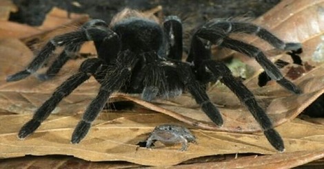 ¡Cuánta razón! / RANAS Y TARANTULAS