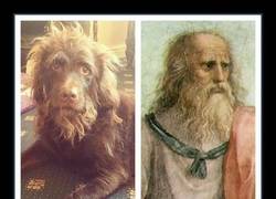 Enlace a MI PERRO ES MUY LISTO