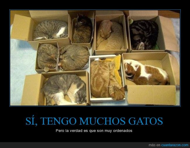 gato,orden,caja,miau,animal,típico