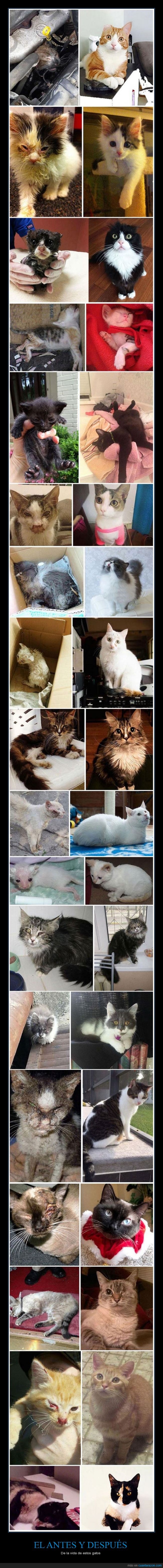 gato,salvar,rescatar,oreja,adoptar,adopción